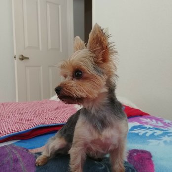 Pure Grooming - Pet Groomers Near Me - Poway, California Pure Grooming - Pet Groomers Near Me - Poway, California