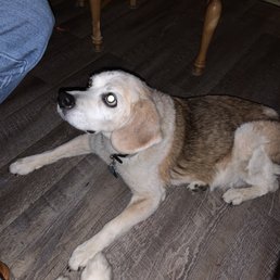 My dog Ginger who loves Canton Vet My dog Ginger who loves Canton Vet