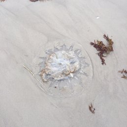 One of the two dead washed ashore jellyfish.