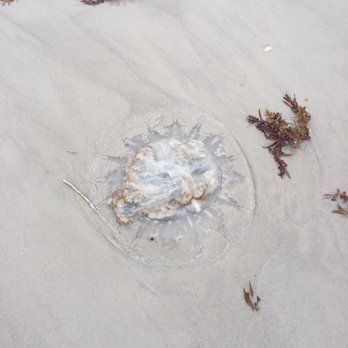 Padre Balli Surf Park - One of the two dead washed ashore jellyfish. - Beaches Near Me - Corpus Christi, Texas