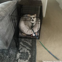 Voluntarily went in his crate!