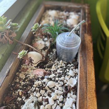 Organic Greens | Solano - Succulents - Salad Near Me - Berkeley, California Organic Greens | Solano - Succulents - Salad Near Me - Berkeley, California