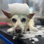 Photo of Barkbus Mobile Dog Grooming