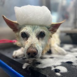 Barkbus Mobile Dog Grooming - Bath time!!