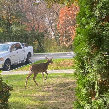 Deerfield Forest - Like literally there are deers running around - Apartments Near Me - Natick, Massachusetts