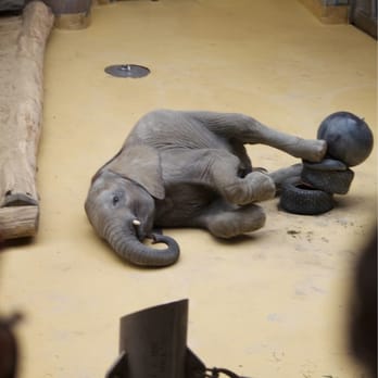 Tiergarten Schönbrunn - Baby elephant playing - Zoos Near Me - Vienna, 9
