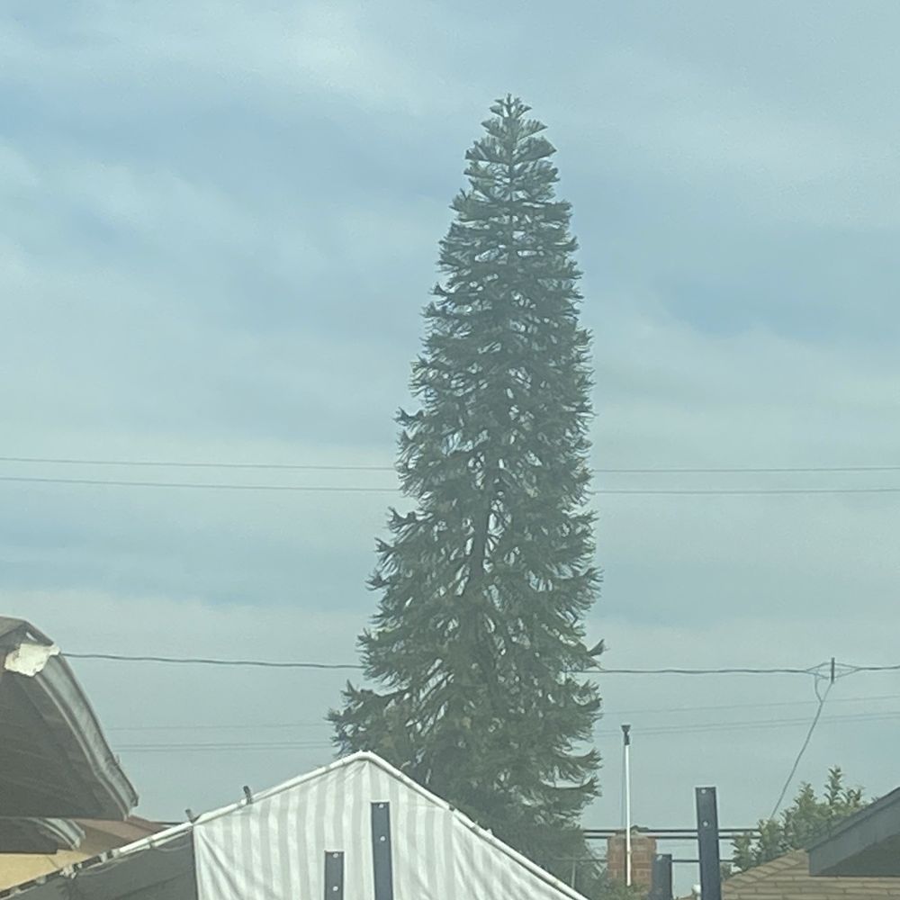 GW Tree Service - View from the street. - Tree Services Near Me - Whittier, California GW Tree Service - View from the street. - Tree Services Near Me - Whittier, California
