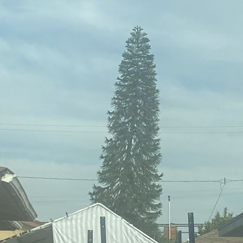GW Tree Service - View from the street. - Tree Services Near Me - Whittier, California