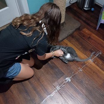 Good Luck Cat Cafe - Pet Services Near Me - Fort Lauderdale, Florida