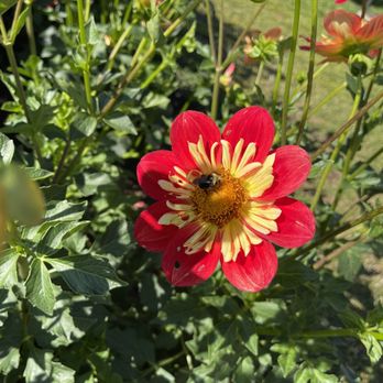 Swan Island Dahlias - Dahlias - Nurseries & Gardening Near Me - Canby, Oregon