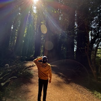 Stout Grove - This is the forest the Ewoks were filmed for Return of the Jedi. My son was stoked! - Hiking Near Me