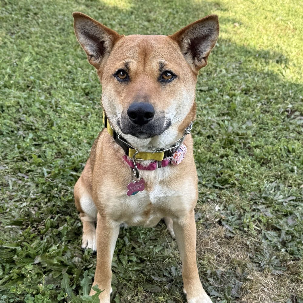 A Better Chance Rescue - Pet Adoption Near Me