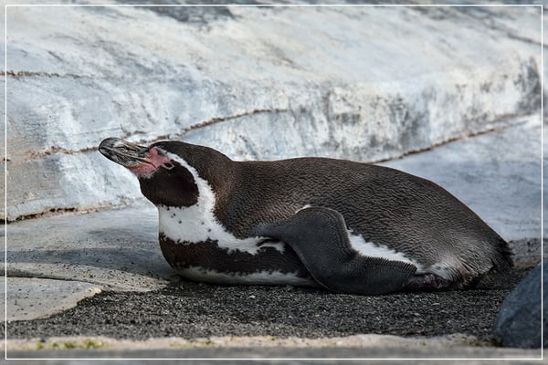 Parc zoologique de Paris by null