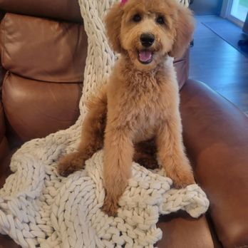 Oh So Cute! Dog Grooming - Pet Groomers Near Me - Moreno Valley, California Oh So Cute! Dog Grooming - Pet Groomers Near Me - Moreno Valley, California
