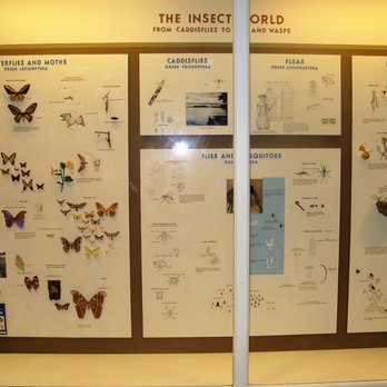 Field Museum - Museums Near Me - Chicago, Illinois
