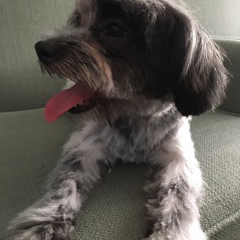 Bubble Pet Grooming - Pet Groomers Near Me - Torrance, California