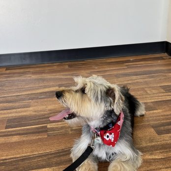 HI Doggie - Pet Groomers Near Me - Monterey Park, California HI Doggie - Pet Groomers Near Me - Monterey Park, California