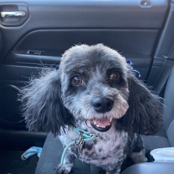Groom Room - Pet Groomers Near Me - Las Vegas, Nevada
