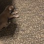 Photo of NC Mtn Fresh Carpet Care