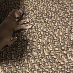 NC Mtn Fresh Carpet Care - Pet Treatment no Problem