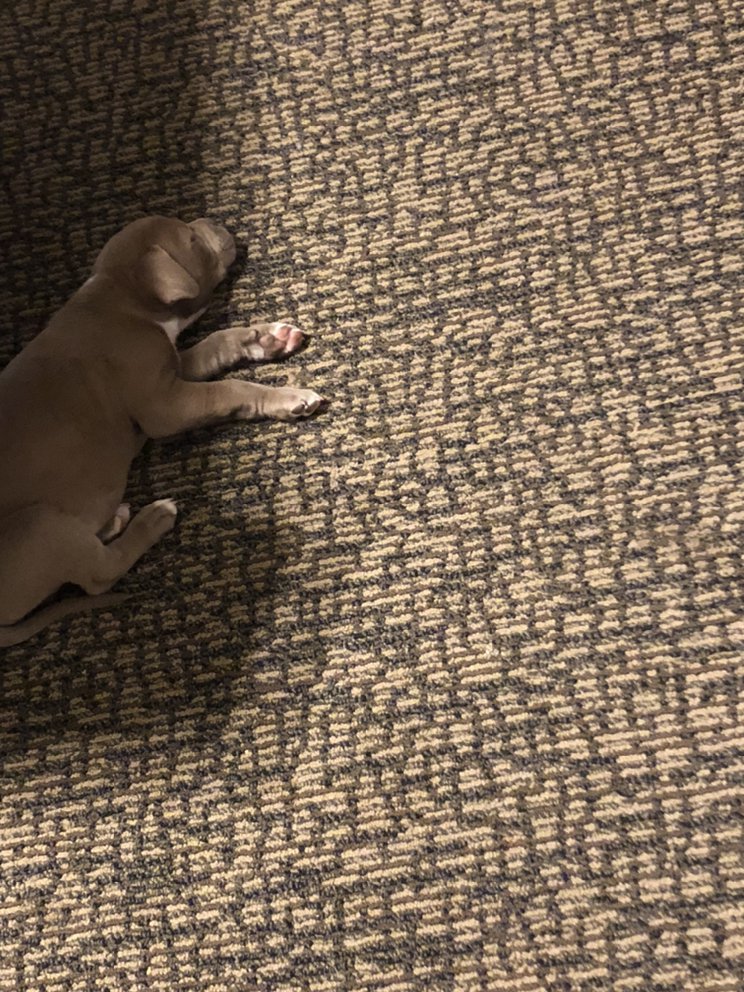 NC MTN FRESH CARPET CARE 32 Photos 2603 Cleveland Ave, Grover, NC