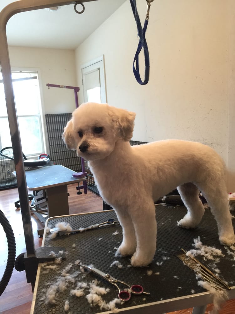 DEBBIES TLC GROOMING Updated September 2024 1836 Kings Hwy, Chester