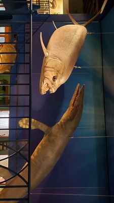 Hastings Museum by null