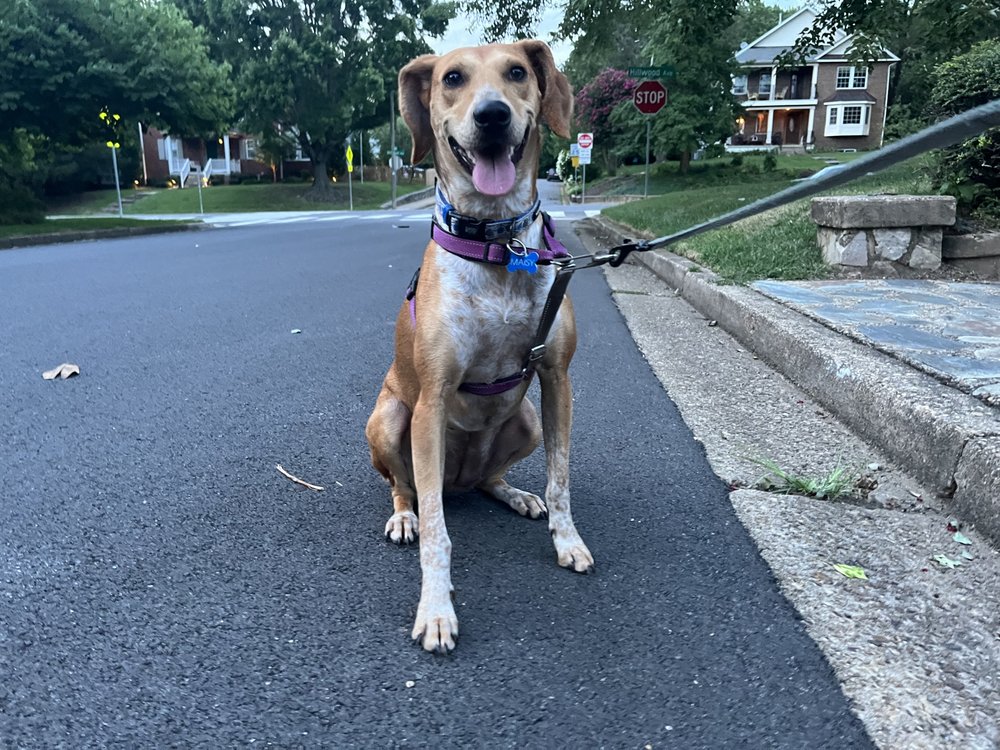 Buddha's Pet-Care - pet boarding facility in Arlington, VA