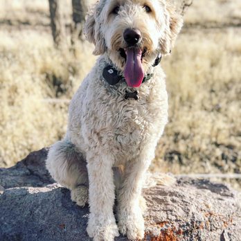 In Line K9 Academy - Sweet Harlee placing on a rock - Pet Training Near Me In Line K9 Academy - Sweet Harlee placing on a rock - Pet Training Near Me