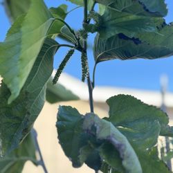 Van’s Nursery - Pakistani Mulberry Tree