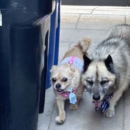 My two puppers after being groomed
