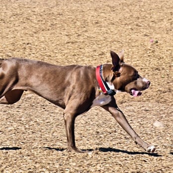 North Domingo Baca Dog Park - One of the dogs at the park. - Dog Parks Near Me - Albuquerque, New Mexico