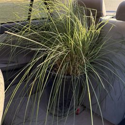 Pink muhly grass