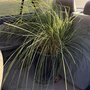 Moon Valley Nurseries - Pink muhly grass - Tree Services Near Me - Chino, California