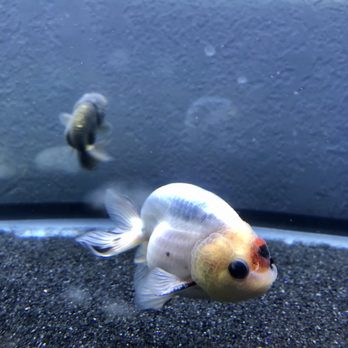 Genki Koi - Rare Blue Base Ranchu - Local Fish Stores Near Me - San Jose, California