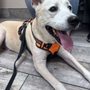 Tempe Lake Veterinary Clinic & Pet Resort