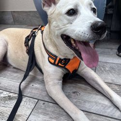 Tempe Lake Veterinary Clinic & Pet Resort