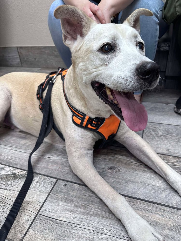 Tempe Lake Veterinary Clinic & Pet Resort, Tempe