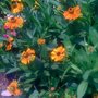 Let It Grow Nursery
