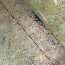 Rat droppings Rat droppings