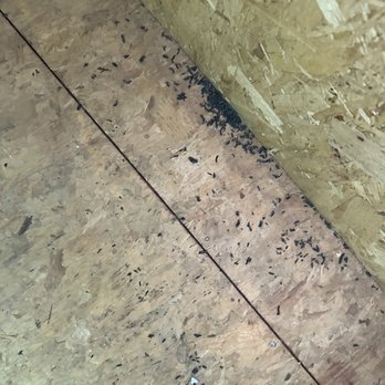 Extra Space Storage - Rat droppings - Self Storage Near Me - Las Vegas, Nevada Extra Space Storage - Rat droppings - Self Storage Near Me - Las Vegas, Nevada