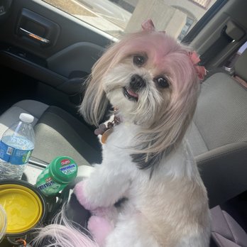 Sirius Pet Styling - Pet Groomers Near Me - Las Vegas, Nevada Sirius Pet Styling - Pet Groomers Near Me - Las Vegas, Nevada
