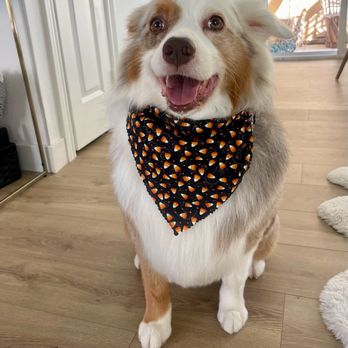 Bark N Fetch - Pet Groomers Near Me - Huntington Beach, California
