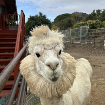 Canzelle Alpacas - Farms Near Me - Carpinteria, California