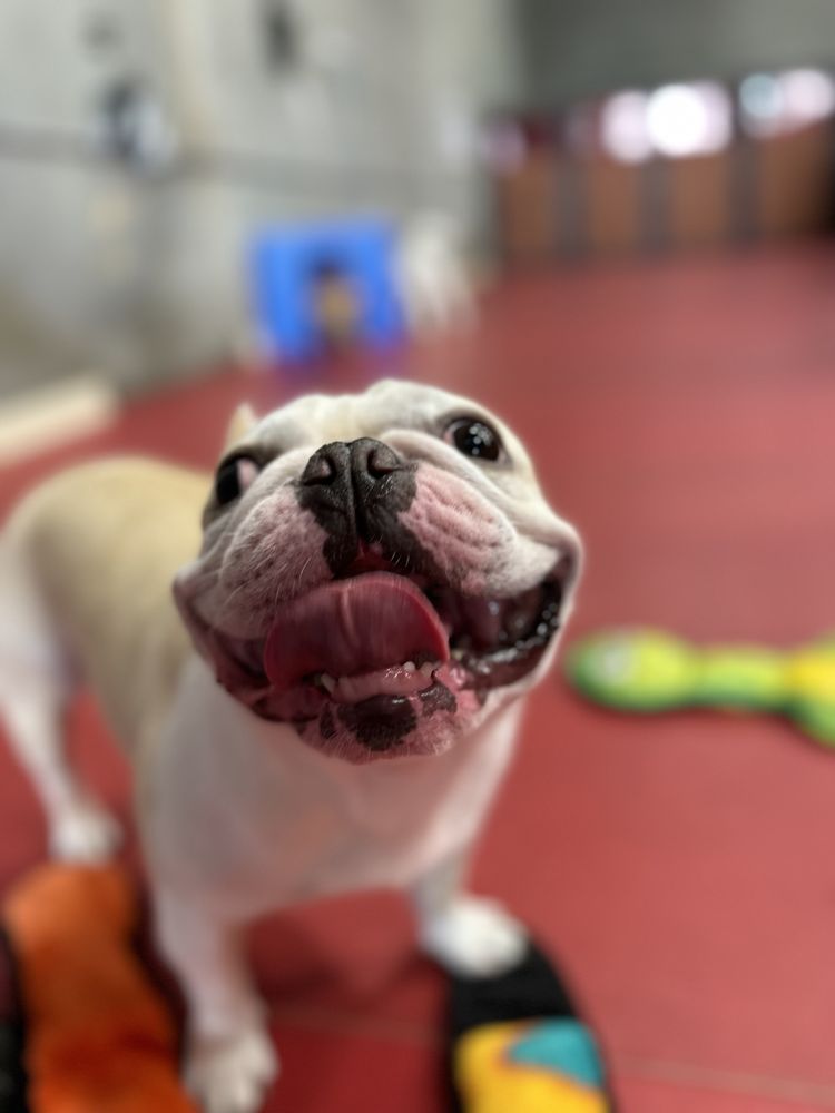 Social spots from South Park Doggie - Doggieland LA