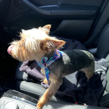 Grubby Dogs - Pet Groomers Near Me - Murrieta, California Grubby Dogs - Pet Groomers Near Me - Murrieta, California