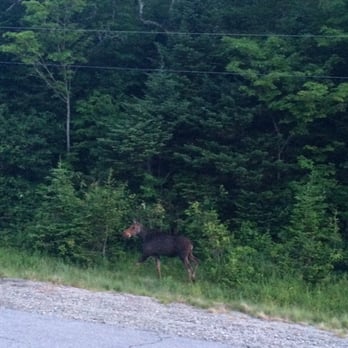 MWV Moose Bus Tours - A yearling on the side of the road - Bus Tours Near Me MWV Moose Bus Tours - A yearling on the side of the road - Bus Tours Near Me