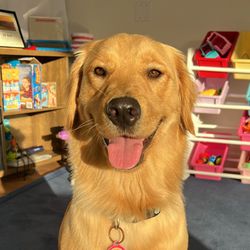 SLP Riley - Waffles is our therapy dog in training for animal assisted therapy sessions.