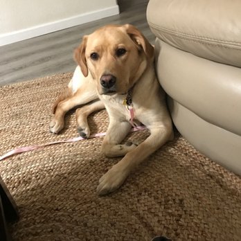 San Diego Pet Training - Pet Training Near Me - Rancho Santa Fe, California San Diego Pet Training - Pet Training Near Me - Rancho Santa Fe, California