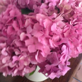La Ferme d'Augustin - See what I do by the pool. Take too many photos . Hydrangeas galore - Hotels Near Me - Ramatuelle, 83